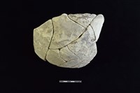 藏品(陶罐)的圖片